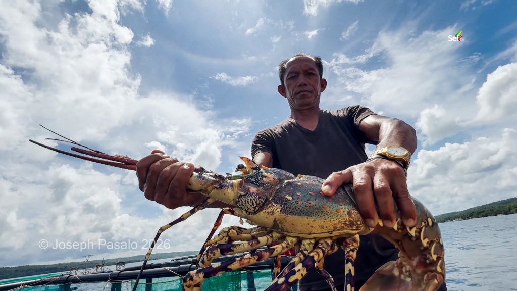 Fresh catch lobster in Masbate Lagoon